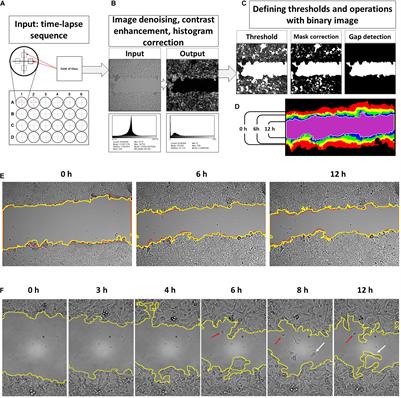 The Frequent Sampling of Wound Scratch Assay Reveals the “Opportunity” Window for Quantitative Evaluation of Cell Motility-Impeding Drugs